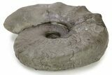 Triassic Ammonite (Ceratites) Fossil - Germany #243503-1